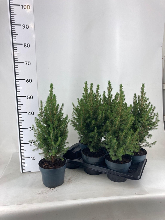 <h4>PICEA GL CONICA</h4>