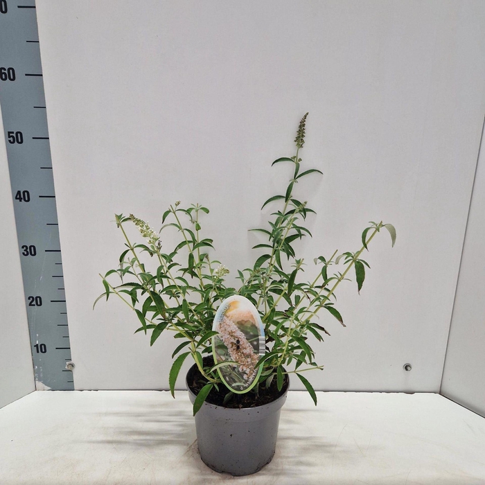 <h4>Buddleja White Profusion</h4>