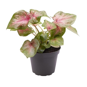 CALADIUM BICOLOR-HYBRID P6 CASEY