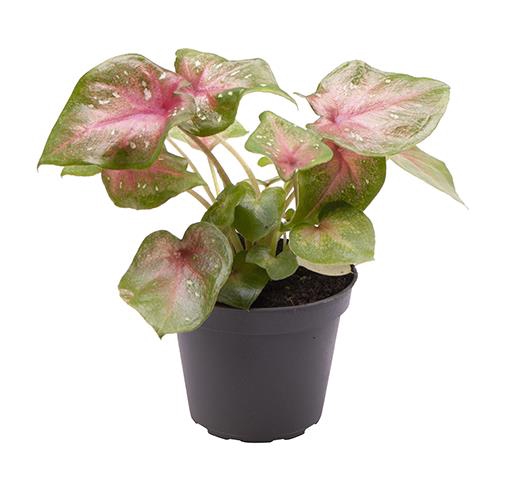 <h4>CALADIUM BICOLOR-HYBRID P6 CASEY</h4>