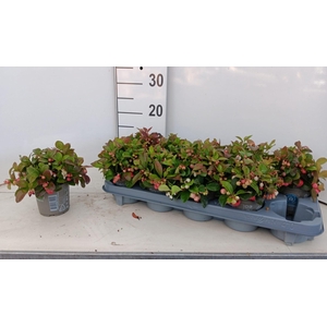 GAULTH PROCUMBENS