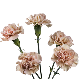 <h4>DIAN.TR. Brown Sugar</h4>