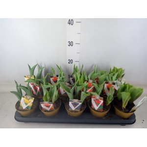 Tulipa   ...mix