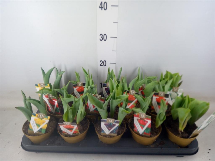 <h4>Tulipa   ...mix</h4>