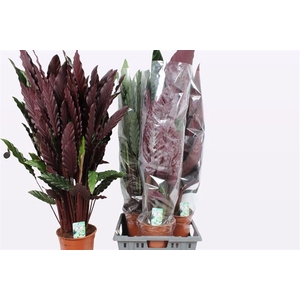 Calathea mix 21Ø 105cm