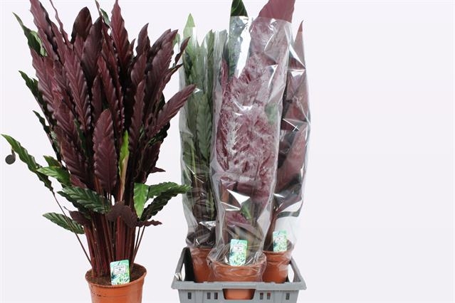 Calathea mix 21Ø 105cm