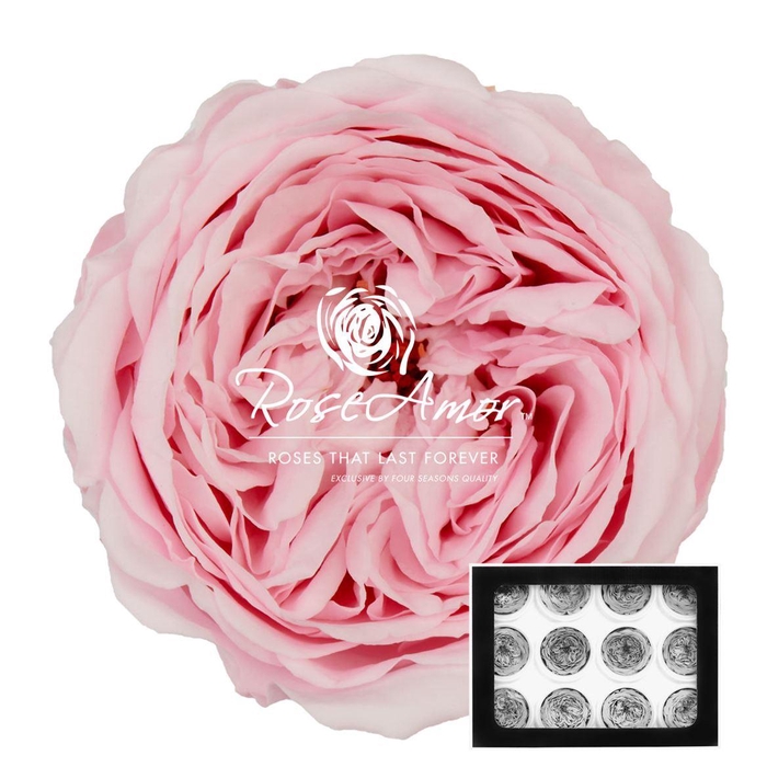 <h4>Amelia Pin99</h4>