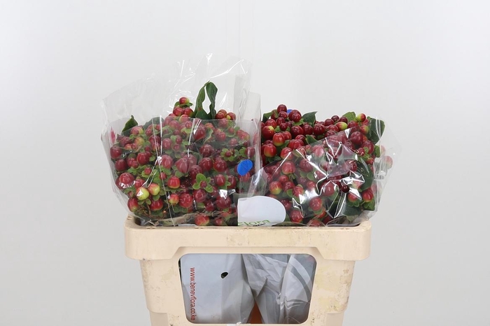 <h4>Hyp Mag Seasons</h4>