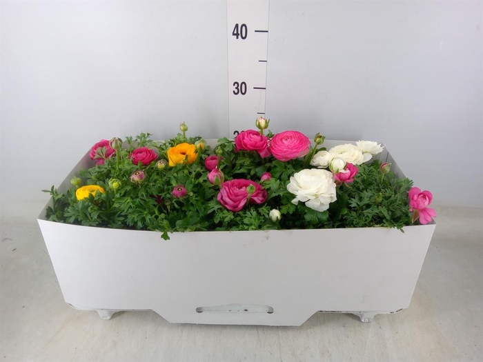 <h4>Ranunculus  'Sprinkles'</h4>