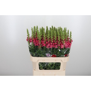 Antirrhinum Po Rose