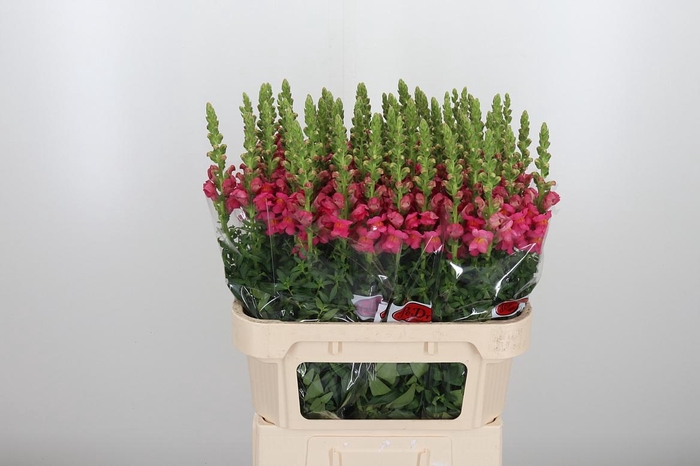 <h4>Antirrhinum Po Rose</h4>