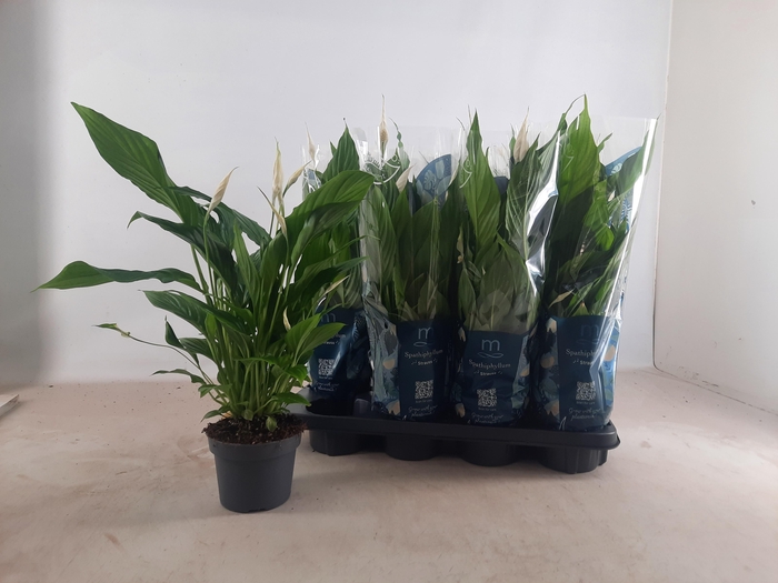 <h4>SPATH STRAUSS</h4>