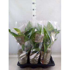Dieffenbachia seg. 'Tropic Snow'