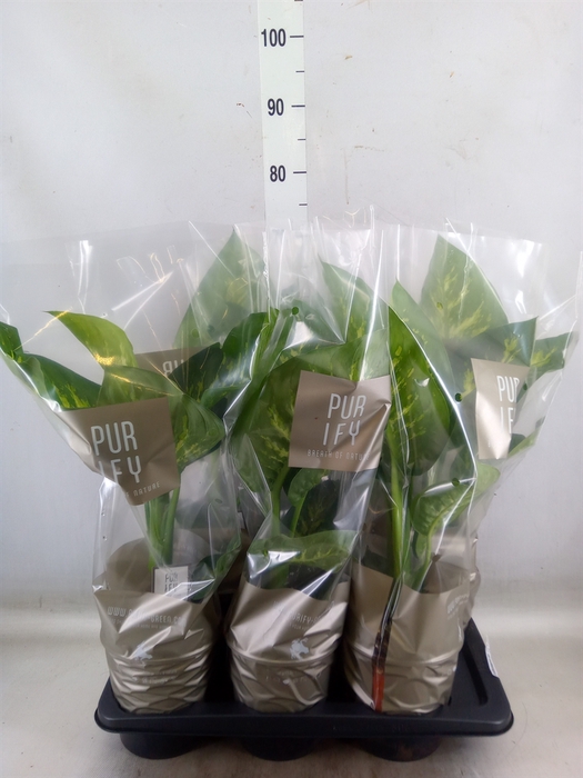<h4>Dieffenbachia seg. 'Tropic Snow'</h4>