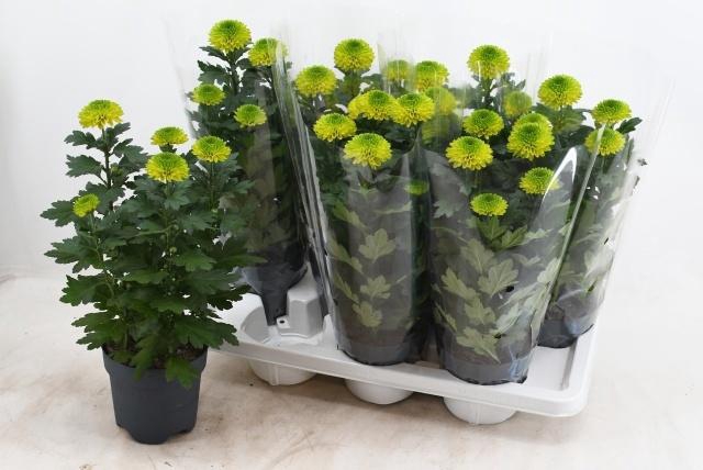 <h4>CHRYS FP GREEN</h4>