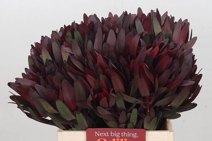 <h4>Leucadendron Saf Sunset Dark R.</h4>