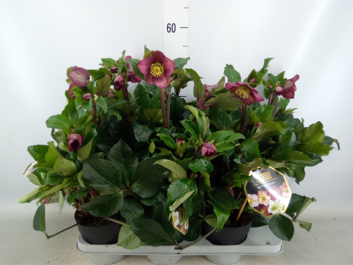 <h4>Helleborus  'Ice N Roses Early Ros'</h4>