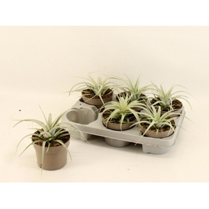 TILLANDSIA XEROGRAPH