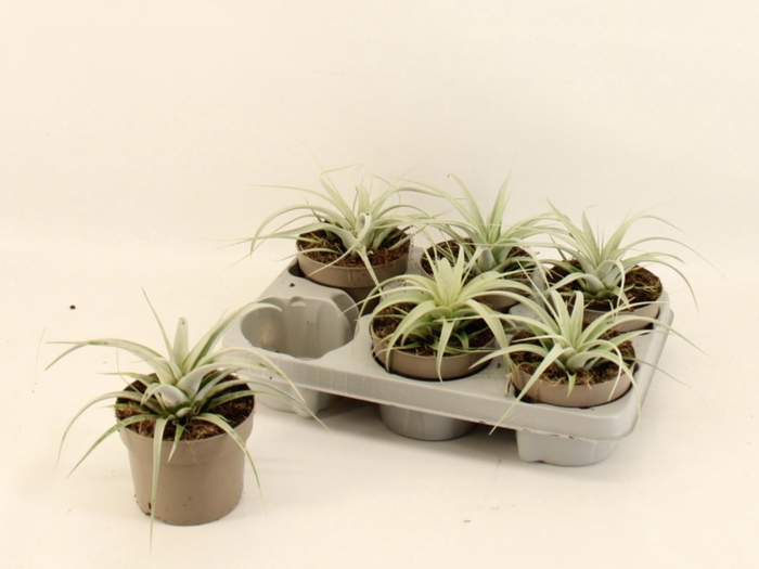 <h4>TILLANDSIA XEROGRAPH</h4>