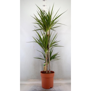 Dracaena marg.