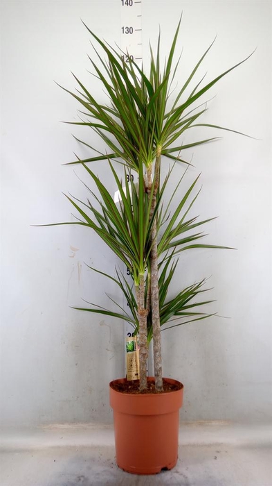 <h4>Dracaena marg.</h4>