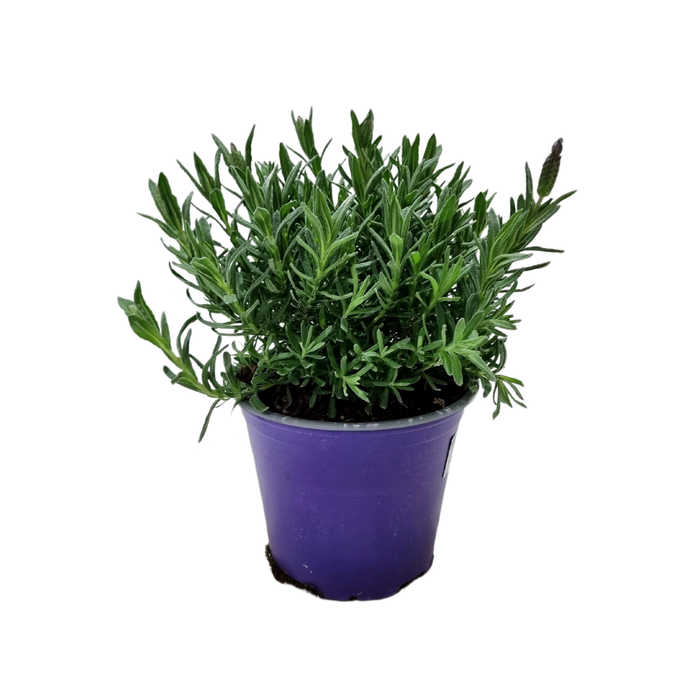 <h4>Lavandula stoechas</h4>