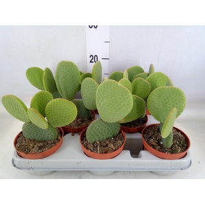 Opuntia