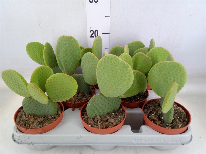 <h4>Opuntia</h4>