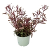 Gaura Gaudi Light Pink