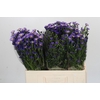 Aster Casamare