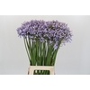 Agapanthus Silberpfeil