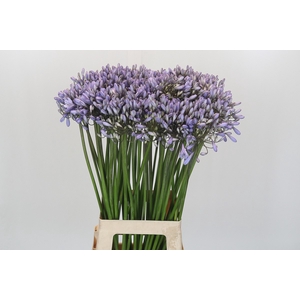 Agapanthus Silberpfeil