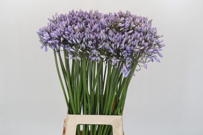 Agapanthus Silberpfeil