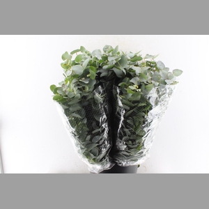 Euca Cinerea 200 Gram Extra Albenga