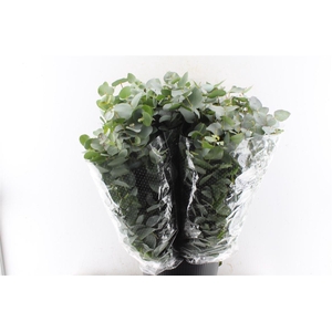 Euca Cinerea 200 Gram Extra Albenga