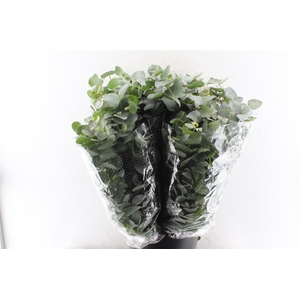 Euca Cinerea 200 Gram Extra Albenga