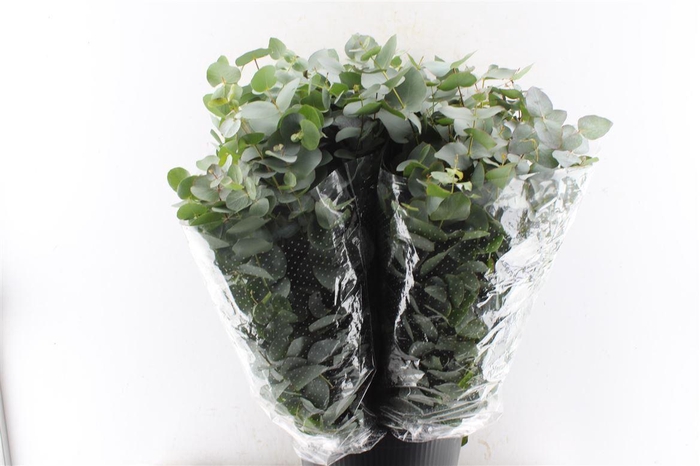 <h4>Euca Cinerea 200 Gram Extra Albenga</h4>