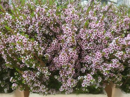 <h4>Chamel Pink Plum New!!!</h4>
