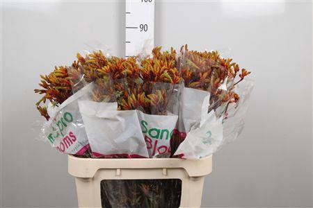 <h4>Anigoz Gold Fever</h4>