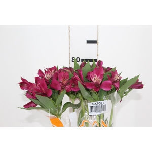 ALSTROEMERIA NAPOLI 080 CM