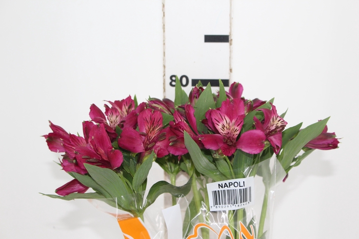 <h4>ALSTROEMERIA NAPOLI 080 CM</h4>