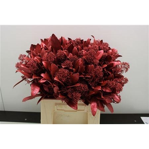Skimmia Rood Metallic