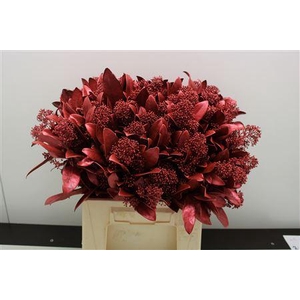 Skimmia Rood Metallic