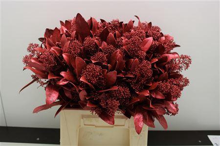 <h4>Skimmia Rood Metallic</h4>
