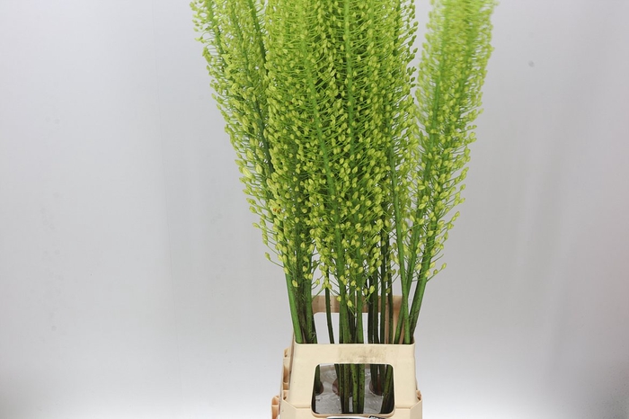 <h4>Eremurus Shelford Yellow Sun</h4>