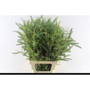 Grevillea Ivanhoe Bronze