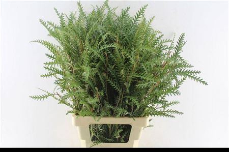 <h4>Grevillea Ivanhoe Bronze</h4>