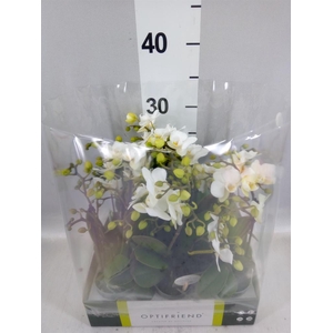 Phalaenopsis multi.   ...white