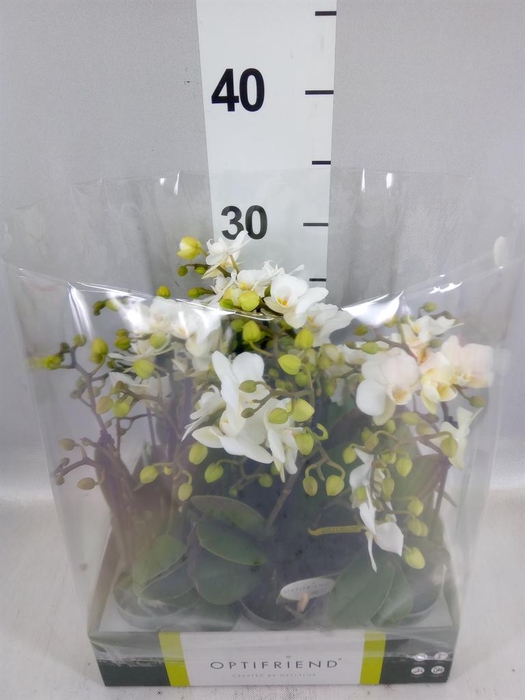 <h4>Phalaenopsis multi.   ...white</h4>