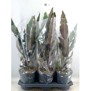 Alocasia lauterbachiana